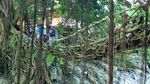 Potret Jembatan Akar Berusia 100 Tahun di Painan, Pesisir Selatan