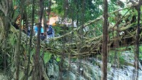 Menurut cerita, jembatan tersebut diketahui sudah berumur ratusan tahun. Kedua akar pohon beringin yang ada telah mengeras dan mengait menjadi satu jembatan alam yang bisa dilewati (Randy/detikTravel)