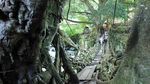 Potret Jembatan Akar Berusia 100 Tahun di Painan, Pesisir Selatan