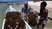 Warga Desa Seriwe, Lombok Timur, Nusa Tenggara Timur memanen rumput laut.