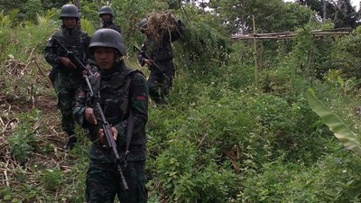 TNI Temukan Ladang Ganja di Papua