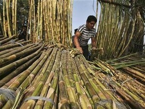 Demi Swasembada Gula, BUMN Gandeng Petani Garap Lahan Tebu