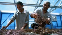 Proses pengeringan rumput laut.