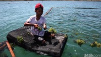Seorang anak ikut membantu ayahnya memanen rumput laut.
