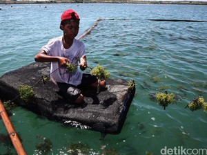 KKP dan Perindo Akan Buka 3 Keramba Lepas Pantai Akhir Tahun Ini