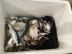 Tak Percaya Ikan Nelayan dari Teluk Jakarta, Ahok: Itu Ikan Dari Belitung Kok!