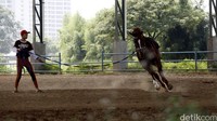 Seorang petugas melatih kuda di lapangan latihan Pacuan Kuda Pulomas, Jakarta, Rabu (20/4/2016). 