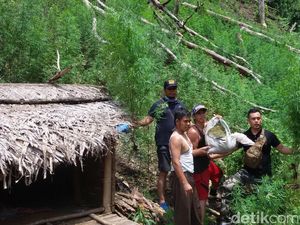 Polisi Temukan Ladang Ganja di Mandailing Natal, Sumut