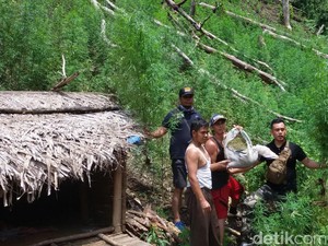 Kapolda Aceh yang Baru Bicara Tentang Ladang Ganja dan Penyelundupan Sabu
