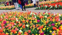 Jutaan bunga tulip memang sedang bermekaran. Warna-warni tulip yang mempesona seperti merah, merah muda dan kuning membuat pengunjung terkagum-kagum. (Niken/detikTravel)