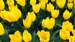 Hati Berbunga-bunga di Taman Keukenhof, Belanda