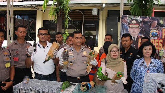 Penyelundupan Burung Dilindungi asal Papua Digagalkan