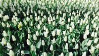 Jika tulip tidak bermekaran maka taman ditutup. Karena itu di bulan-bulan bermekarannya tulip sangat banyak turis dari mancanegara seperti Jepang, Eropa dan Amerika (Niken/detikTravel)