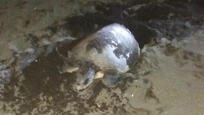 Hore! Penyu Lekang di Banyuwangi Bertelur