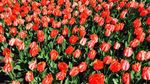 Hati Berbunga-bunga di Taman Keukenhof, Belanda