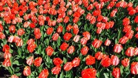 Sebenarnya, bunga tulip berasal dari Turki. Salah seorang warga negara Belanda membawa tulip ke Belanda dan hingga kini tulip dikenal di negara kincir angin tersebut (Niken/detikTravel)