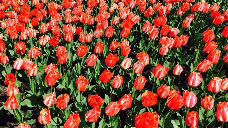 Hati Berbunga bunga di Taman Keukenhof Belanda 