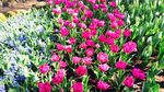 Hati Berbunga-bunga di Taman Keukenhof, Belanda