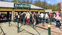 Salah satu destinasi untuk menikmati bunga cantik ini adalah di Taman Keukenhoff yang terletak di Kota Lisse, Belanda. Destinasi ini tidak pernah sepi dari kunjungan traveler (Niken/detikTravel)
