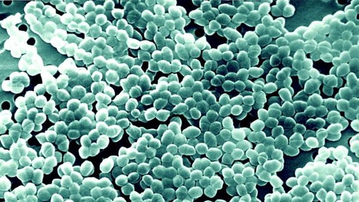 Enterococci Colorized Sem. Enterococci Genus Enterococcus Are Gram Positive Bacteria, Under The Shape Of Cocci Or Cocobacilli, Facultative Anaerobes. Before They Were Considered As Group D Streptococci. Enterococci Are Present In The Intestines Of Man And Animals Intestinal Flora But Also In The Soil And Water. Enterococcus > Enterococcaceae > Lactobacillales > Firmicutes > Bacterium. (Photo By BSIP/UIG Via Getty Images)