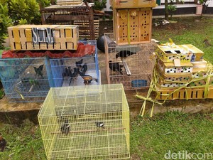 2 Pria di Pontianak Ditangkap Karena Jual Satwa Liar