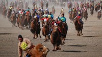 Atraksi utama dalam festival ini yaitu ajang balap unta yang begitu seru disaksikan. Ajang ini digelar di Gurun Gobi dengan lintasan sepanjang 15 KM. Para peserta beradu cepat bersama untanya untuk menjadi yang juara (B. Rentsendorj/Reuters)