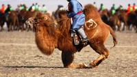 Unta yang diikutsertakan dalam festival ini merupakan unta khas dari Mongolia. Unta ini bernama Unta Bactrian yang memiliki ciri rambut penutup yang lebih tebal, serta ukuran tubuh yang lebih besar dibandingkan dengan unta dari Timur Tengah (B. Rentsendorj/Reuters)