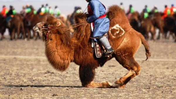 Unta yang diikutsertakan dalam festival ini merupakan unta khas dari Mongolia. Unta ini bernama Unta Bactrian yang memiliki ciri rambut penutup yang lebih tebal, serta ukuran tubuh yang lebih besar dibandingkan dengan unta dari Timur Tengah (B. Rentsendorj/Reuters) Unta yang diikutsertakan dalam festival ini merupakan unta khas dari Mongolia. Unta ini bernama Unta Bactrian yang memiliki ciri rambut penutup yang lebih tebal, serta ukuran tubuh yang lebih besar dibandingkan dengan unta dari Timur Tengah (B. Rentsendorj/Reuters)