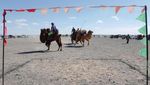 Potret Kemeriahan Festival Unta Terbesar di Mongolia