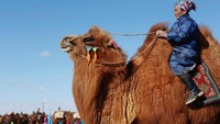Mereka juga berparade menaiki unta, lengkap dengan pakaian adat ala Mongolia serta aksesoris pelengkapnya. Terlihat gagah bukan? (B. Rentsendorj/Reuters)
