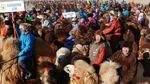 Potret Kemeriahan Festival Unta Terbesar di Mongolia
