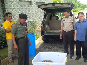 Ular Peliharaan Masuk ke Plafon Rumah Tetangga Bikin Heboh Warga di Gading Serpong