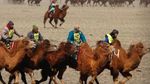Potret Kemeriahan Festival Unta Terbesar di Mongolia