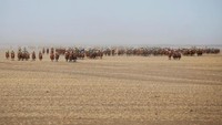 Guiness World Records mencatat ada 1.108 orang yang ikut serta dalam pagelaran Festival Unta tahun ini. Para peserta berasal dari berbagai daerah di Mongolia (B. Rentsendorj/Reuters)