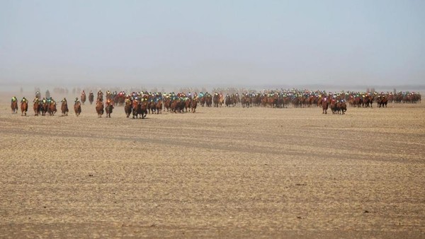 Guiness World Records mencatat ada 1.108 orang yang ikut serta dalam pagelaran Festival Unta tahun ini. Para peserta berasal dari berbagai daerah di Mongolia (B. Rentsendorj/Reuters) Guiness World Records mencatat ada 1.108 orang yang ikut serta dalam pagelaran Festival Unta tahun ini. Para peserta berasal dari berbagai daerah di Mongolia (B. Rentsendorj/Reuters)