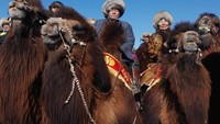 Festival Unta Mongolia diselenggarakan di Kota Dalanzadgad. Kota ini berjarak sekitar 7,5 jam perjalanan dari Ulaanbataar, ibukota negara Mongolia. Festival telah diselenggarakan pada awal April, selama 2 hari yaitu pada 31 Maret dan 1 April (B Rentsendorj/Reuters)