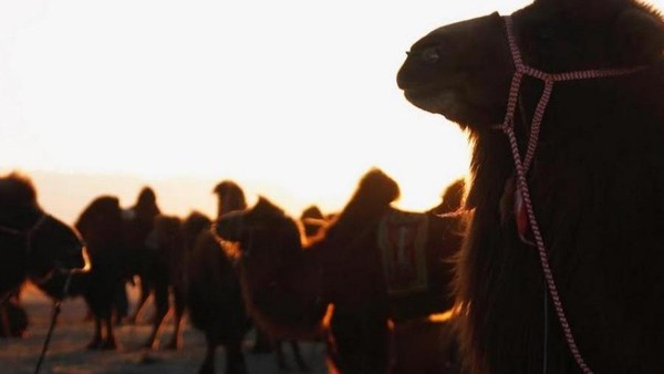 Unta Bactrian merupakan alat transportasi utama bagi warga Mongolia. Selain itu, hewan berpunuk ini juga diambil woolnya untuk dibuat pakaian hangat, jaket, serta selimut. Beberapa juga dikonsumsi karena rasa dagingnya mirip dengan rasa daging kambing (B. Rentsendorj/Reuters) Unta Bactrian merupakan alat transportasi utama bagi warga Mongolia. Selain itu, hewan berpunuk ini juga diambil woolnya untuk dibuat pakaian hangat, jaket, serta selimut. Beberapa juga dikonsumsi karena rasa dagingnya mirip dengan rasa daging kambing (B. Rentsendorj/Reuters)