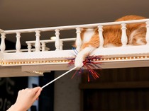 Sulap Dinding Rumah Jadi Playground Kucing, Begini Caranya