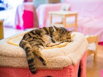 7 Cat Cafe di Bali yang Menarik untuk Dikunjungi