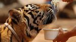 Menengok Kuil Harimau yang Kontroversial di Thailand