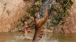 Menengok Kuil Harimau yang Kontroversial di Thailand