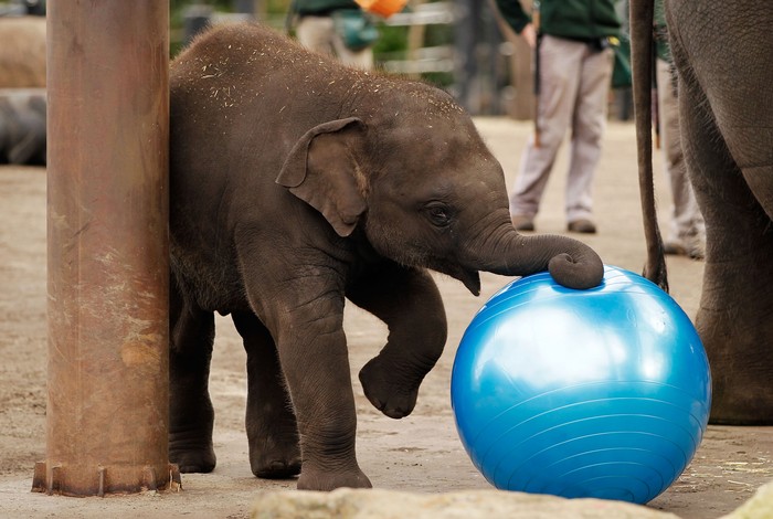 SYDNEY, AUSTRALIA - JULY 04: Asian Elephant calf Luk Chai plays with a ball during a celebration marking his first birthday at Taronga Zoo on July 4, 2010 in Sydney, Australia. Luk Chai, meaning son, was the first Asian elephant calf to be born in Australia as part of Tarongas efforts to conserve the species that is endangered in the wild.  (Photo by Brendon Thorne/Getty Images)