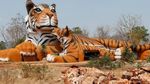 Menengok Kuil Harimau yang Kontroversial di Thailand