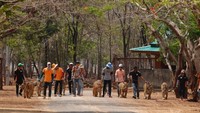 Harimau yang dipelihara di kuil ini biasa diajak jalan berkeliling oleh para pawangnya. Mereka dipasang tali kekang di bagian leher, agar bisa diajak berjalan-jalan (Chaiwat Subprasom/Reuters)