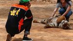 Menengok Kuil Harimau yang Kontroversial di Thailand