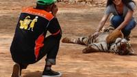 Kuil Harimau menjadi destinasi wisata yang populer di kalangan turis asing. Wisatawan yang datang bisa berfoto bareng harimau yang sudah jinak (Chaiwat Subprasom/Reuters)