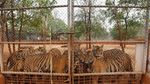 Menengok Kuil Harimau yang Kontroversial di Thailand