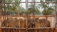 Harimau-harimau yang berjumlah lebih dari 100 ekor ini dirawat oleh para bhiksu dan pekerja kuil. Kuil ini memicu kontroversi karena harimau termasuk hewan yang langka dan dilindungi, sehingga seharusnya dibiarkan hidup di alam liar (Chaiwat Subprasom/Reuters)