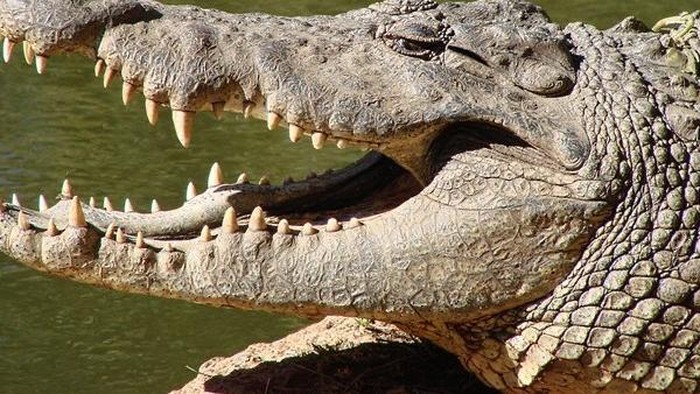 Berenang Larut Malam, Wanita 46 Tahun Tewas Diserang Buaya di Australia