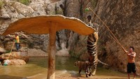 Selain bisa berfoto dengan harimau, traveler juga bisa melihat aksi ketangkasan hewan karnivora ini. Hewan yang masih berkerabat dengan kucing ini akan dengan lincah mengikuti permainan yang dilakukan pawangnya (Chaiwat Subprasom/Reuters)